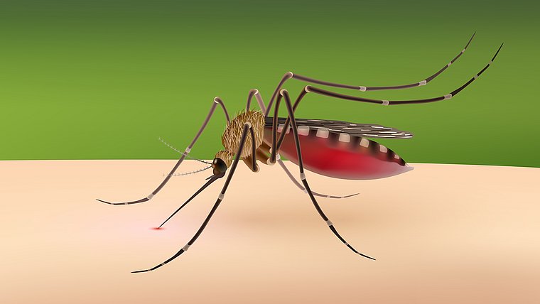 Dengue e doença renal: veja quais são os cuidados essenciais