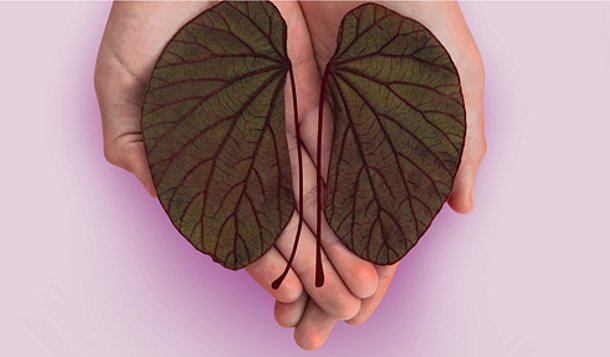 Rendre les transplantations plus sûres et plus accessibles