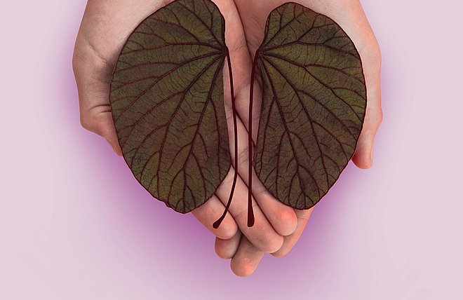 Transplantationen sicherer machen