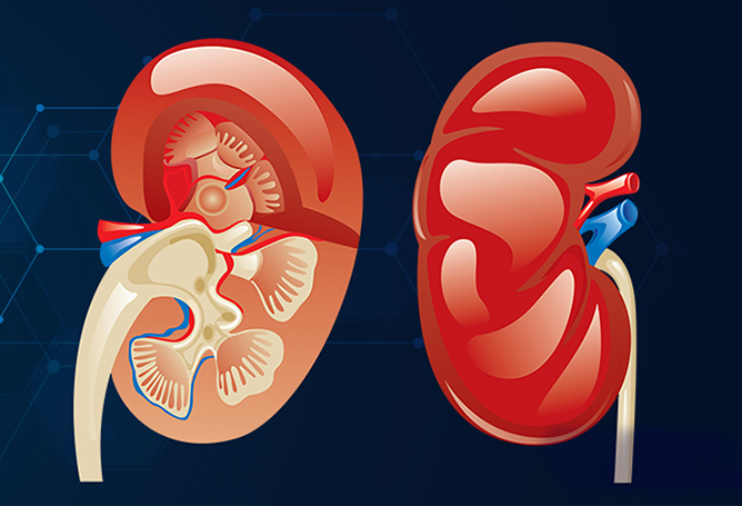 Human kidney cross section on scientific background