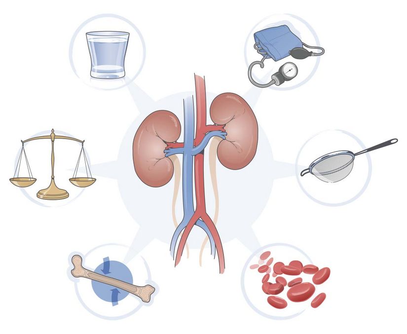 kidneys-functions
