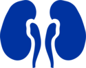All of your blood is filtered about 300 times throughout the day if your kidneys are healthy