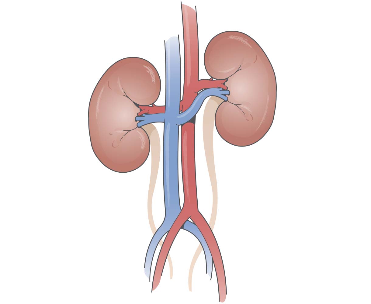 kidneys-drawing