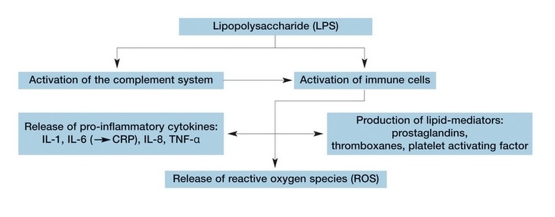 Las endotoxinas (LPS) 