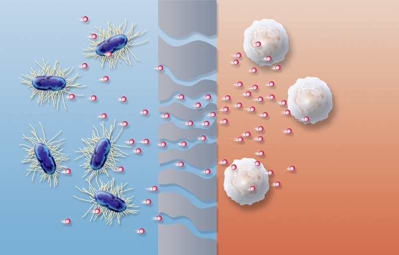 Fragmentos de endotoxinas bacterianas